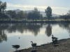Birds at Lake Elizabeth in Central Park, Fremont, Calif.
