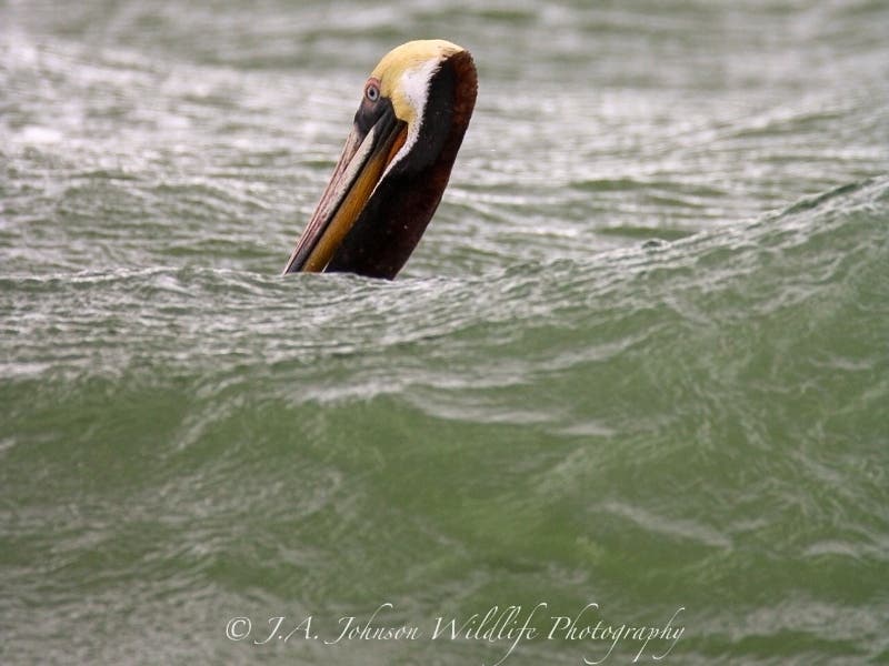 A brown pelican in San Francisco Bay, off Alameda, Calif.