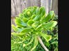 Succulents show new growth.