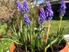 Potted grape hyacinths in bloom.