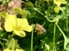 Honeybee pollinates sour grass flower.