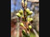 Plum tree sets buds.