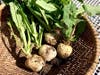 Just harvested turnips.