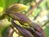 Yellow orchids set buds.