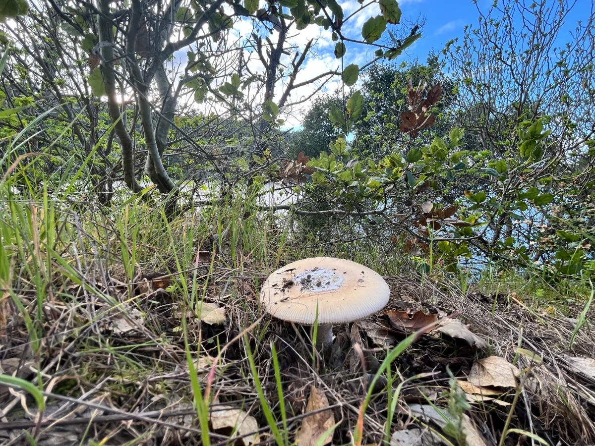 Mushroom growing in an East Bay park.