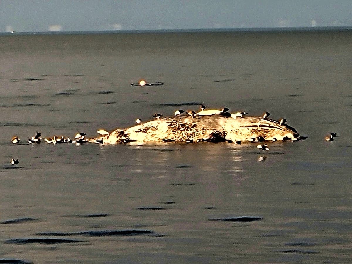 It is not yet known what caused the whale's death.