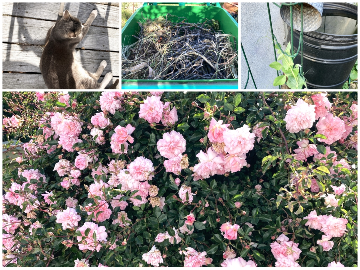 Buddy the cat, a full green recycling barrel, climbing peas and rain barrel, and a pink rose bush in full bloom.