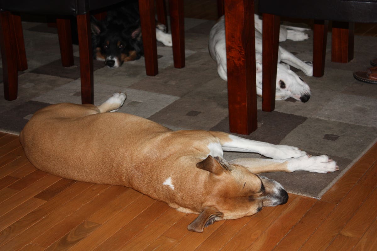 All My Canine Companions LLC