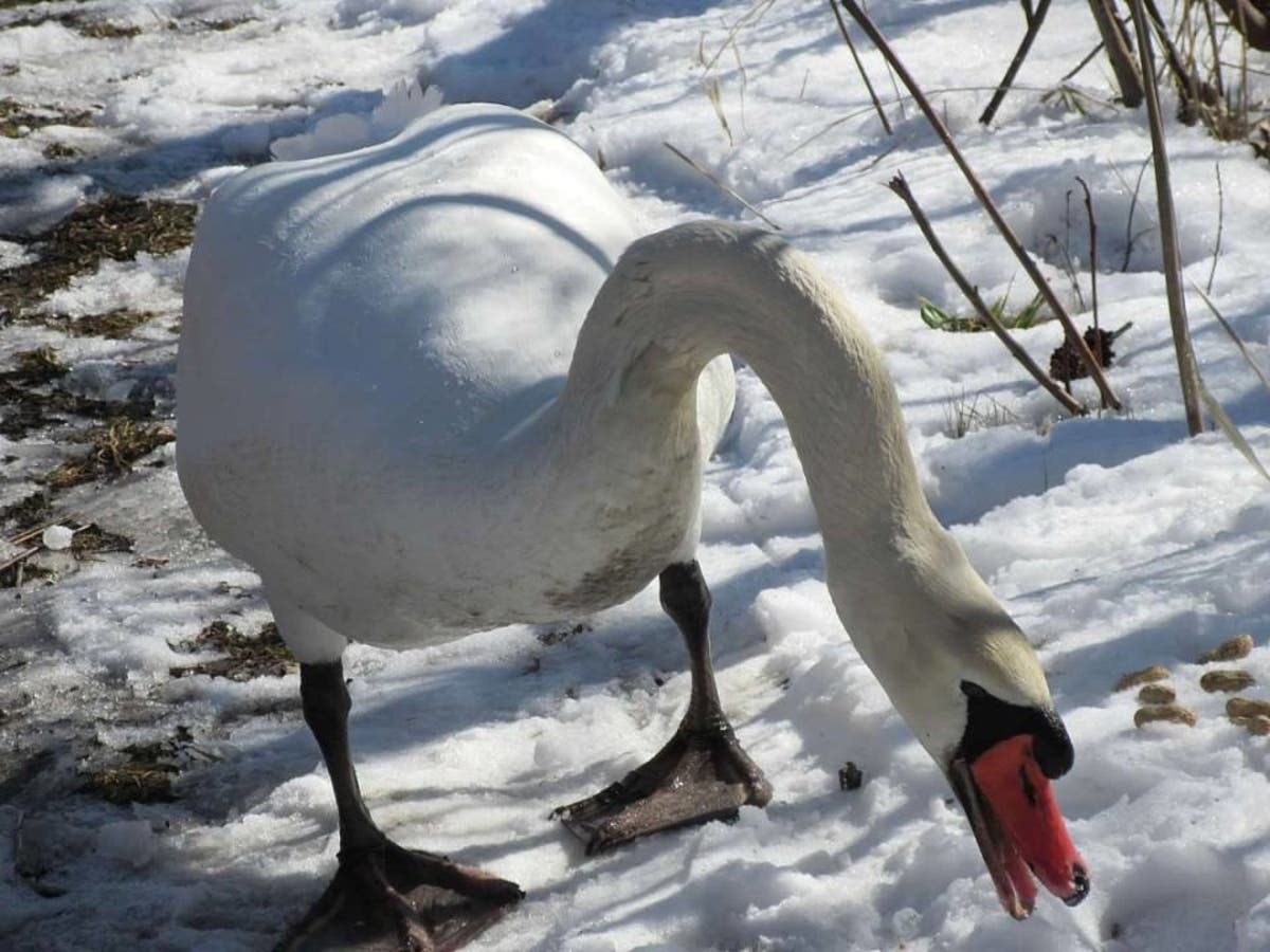 Brr, burrs and birds. | Wyandotte, MI Patch