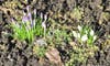 Crocuses and Snowdrops - a touch of color.