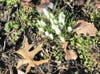 Snowdrops pushing through the leaves.