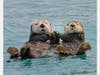 Cuddle up with sea otters