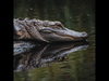 American Alligator