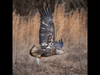 Fishing eagle