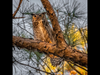 Great Horned Owl