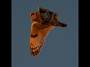 Short Eared Owl flying in Naperville 