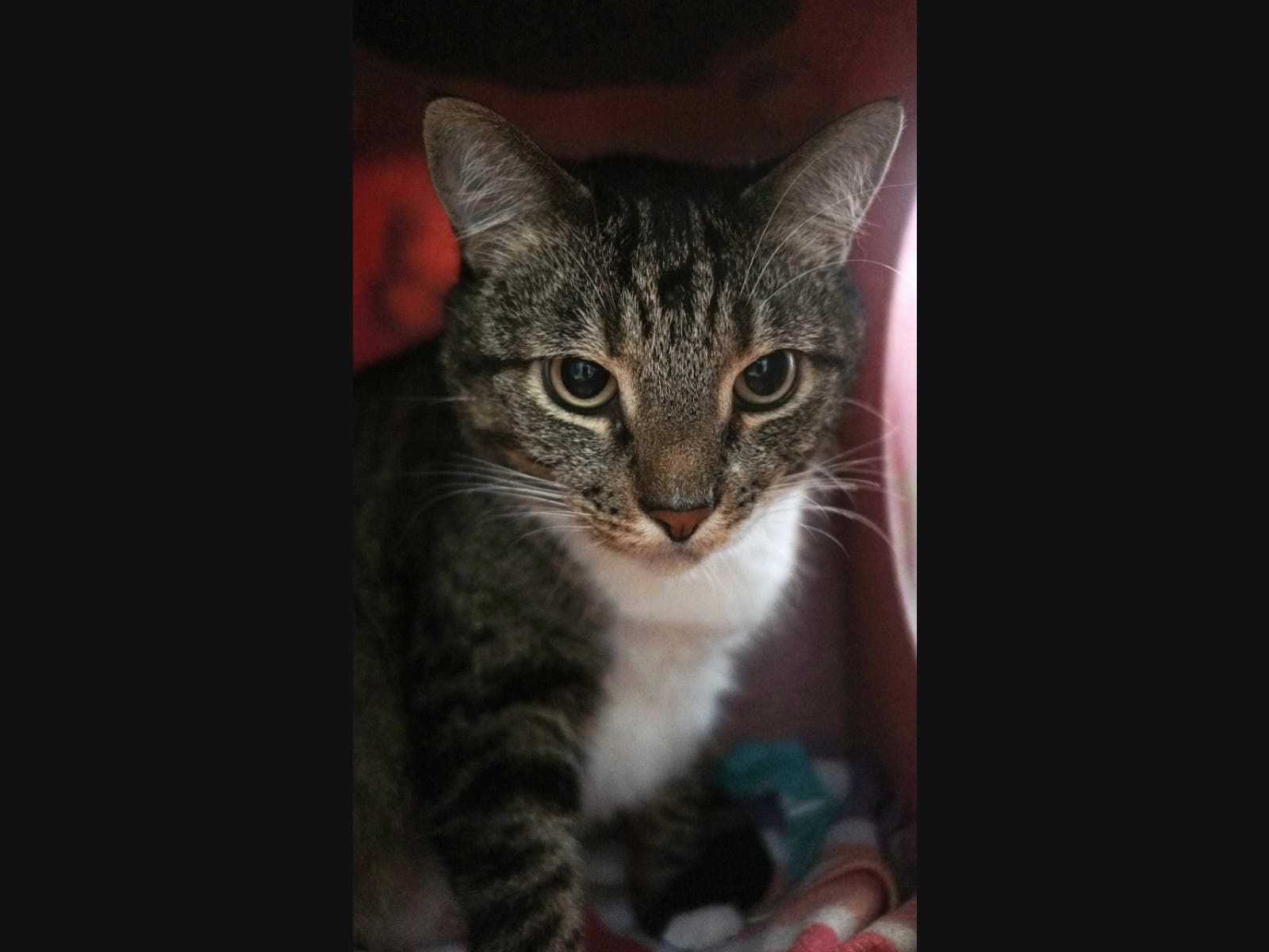 Shayla likes cats and dogs.