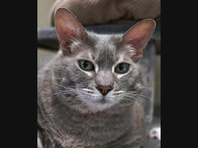 She's a Hairy Paw-ter.