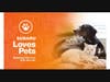 October Subaru Loves Pets Month