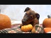 Hocus