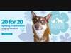 20 for 20 dogs. 