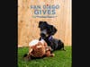 San Diego Gives and it stays here. 