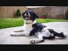 Help Meb and pets like him. 