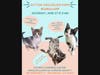 Free Kitten Workshop