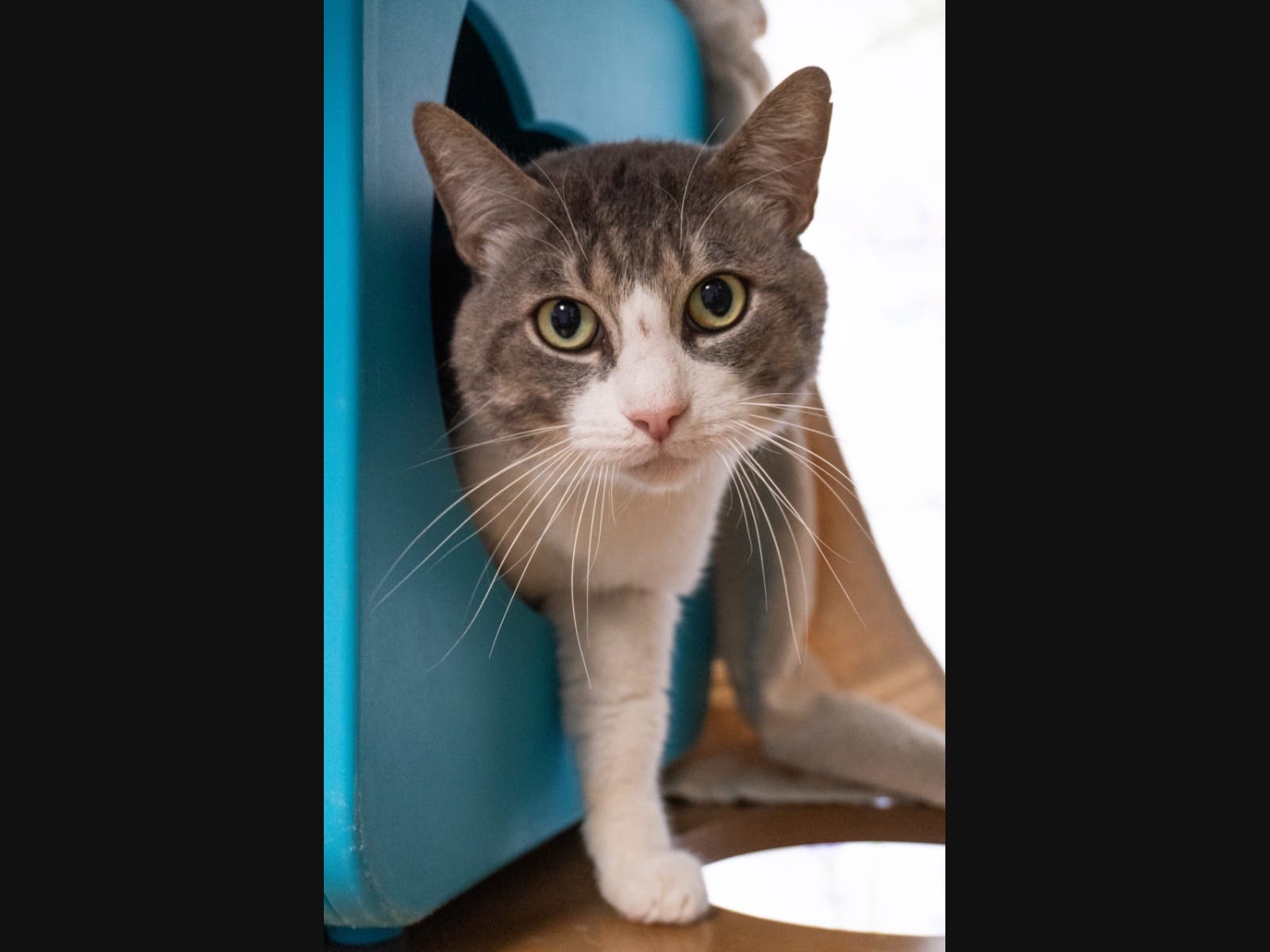 https://patch.com/img/cdn20/users/21975339/20260703/030658/styles/patch_image/public/dandy-cat___03150536565.jpg