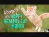 Happy Healthy Cat Month