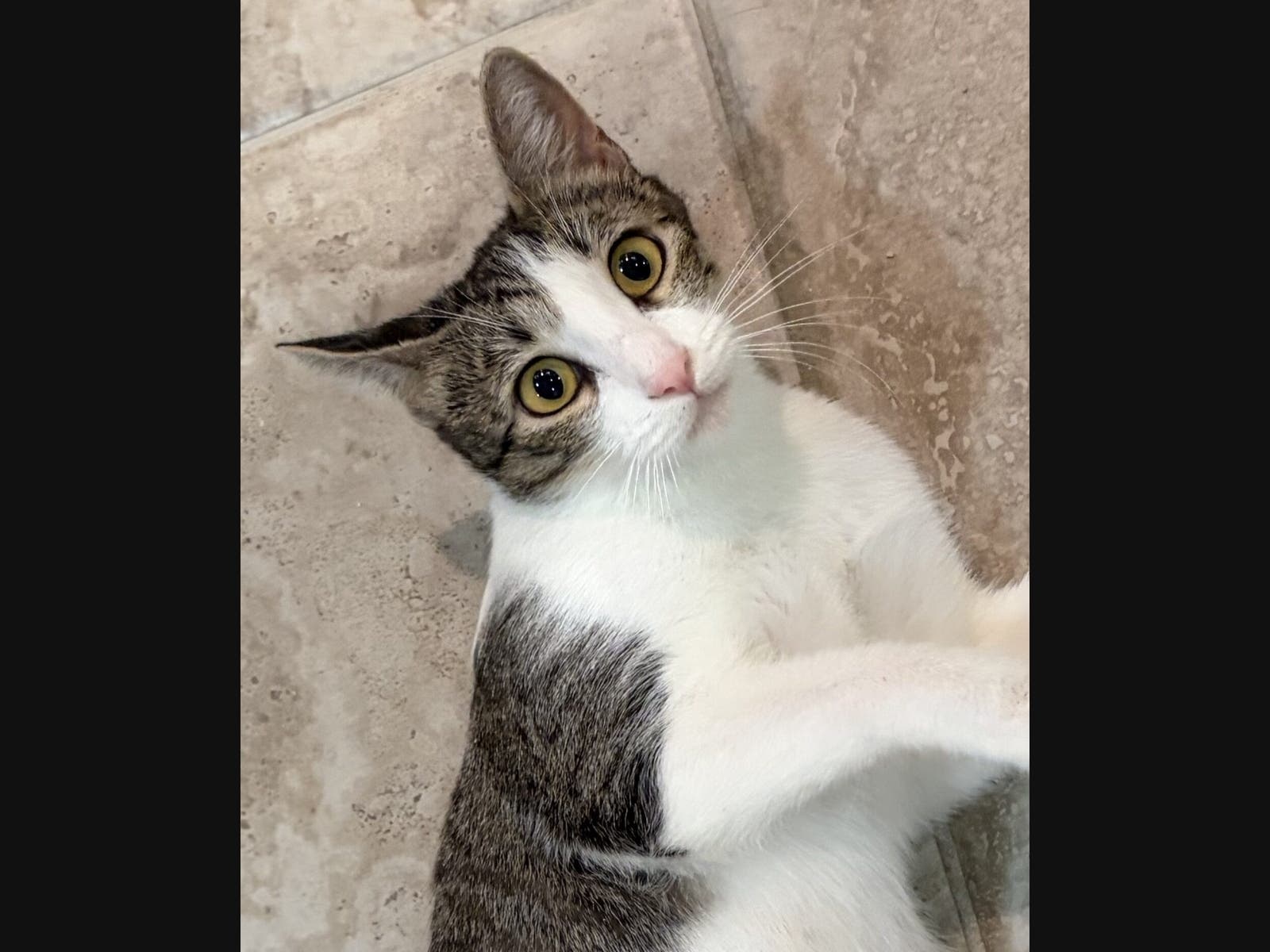 https://patch.com/img/cdn20/users/21975339/20261023/033105/styles/patch_image/public/darby-rose-cat___23152939761.jpg