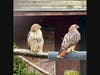 A pair of Red-Tailed Hawks are a few of the many raptors you'll see at the Carbon County Environmental Center just outside of Jim Thorpe's downtown area.