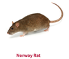 Norway rats are prolific in the Midwest and are burrowing closer to homes as a result of the pandemic.  The first thing to do if you see rats around your home or suspect rat activity is to call an expert.  
