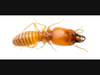 Subterranean termite workers are pale cream-colored and 1/8-inch long.  Soldiers have elongated heads with pincer-like mandibles; and primary reproductives are dark brown or black and one-inch long, with large whitish wings.