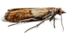 Indian Meal Moths are dark brown with four light multi-colored patches on its wings; the head extends into a long thin "beak". 