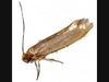 Clothes moths are cream or white, about 3/8" long.  Larvae often leave strands of silk they on fabrics.
