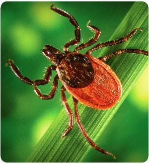 Ticks! All You Need to Know!