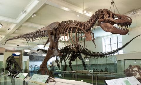 American Museum of Natural History Bus Trip