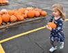 Olivia Denlinger picks out her pumpkins at Trinity Lutheran Church's Pumpkin Patch. The patch is open Friday and Saturday from 11:30-6:30PM in the church parking lot located on 159th Street in Tinley Park. 