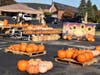 Trinity Lutheran Church pumpkin patch is open until October 31st. Hours are Saturday 9AM-4PM, Sunday 9AM-2PM and Monday-Friday 10AM-6PM. Funds go to Feed My Starving Children MOBILEPACK. 