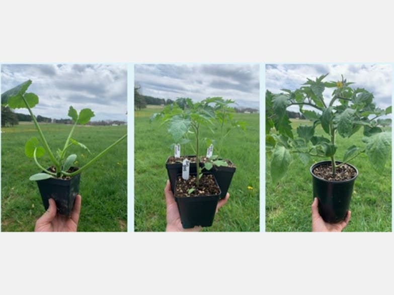 Non-GMO and Spray Free Seedlings