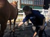 Student Elodie Saliou bathing one of the horses.