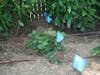 Every 12-inch interval of drip irrigation tubing emits about 0.6 gallons of water each hour and the tubes themselves are 24 inches apart, which prevents any single area from becoming too dry or too wet.