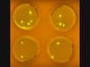 The resulting mutation caused the bacteria to glow in the dark. 