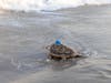 Amber, a rehabilitated loggerhead sea turtle equipped with an eco-friendly satellite tracker, returns to the Atlantic Ocean.