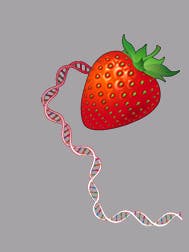 Strawberry DNA Extraction Kit