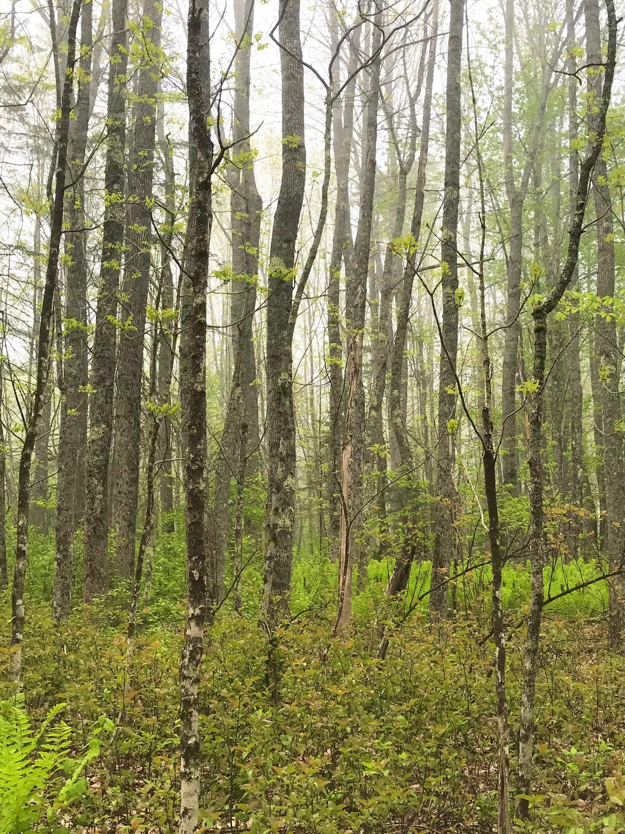 Trees photographed by Ulrike Guthrie