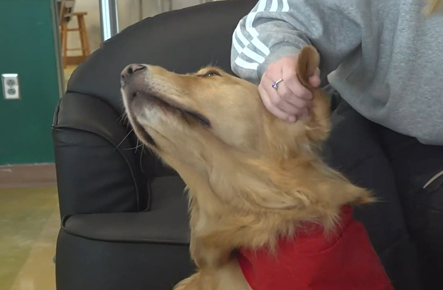 Andie, the therapy dog Andie, the therapy dog