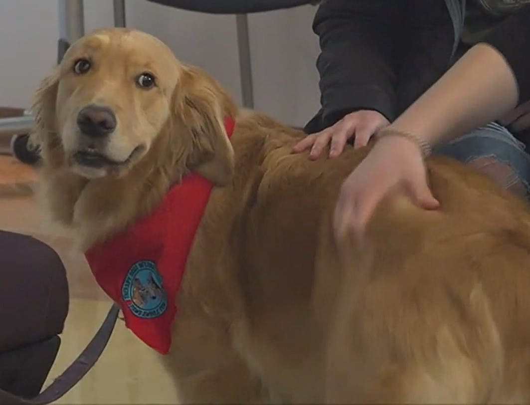 "Andie" the golden retriever is a therapy animal "Andie" the golden retriever is a therapy animal