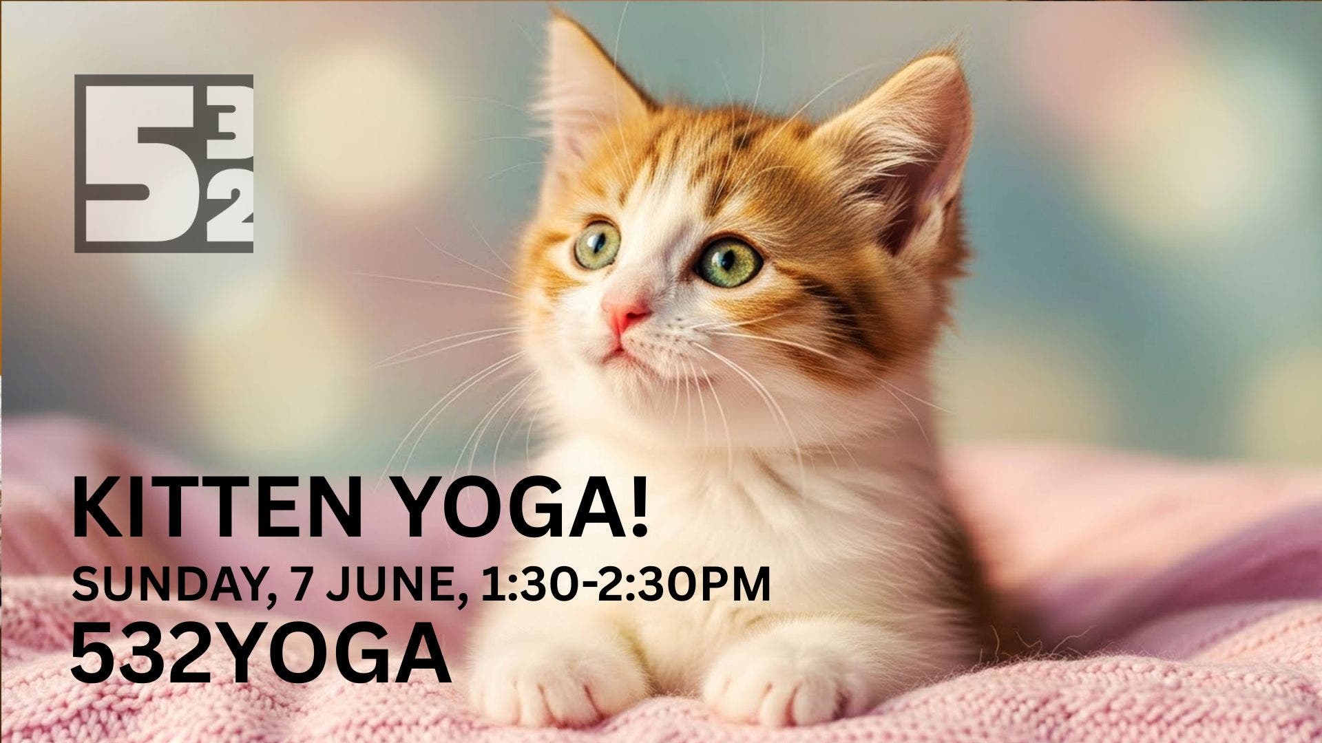 Kitten Yoga